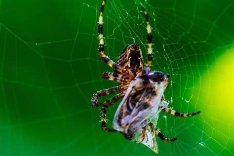 Why Spiders Decorate Their Webs Spider Web Decorations