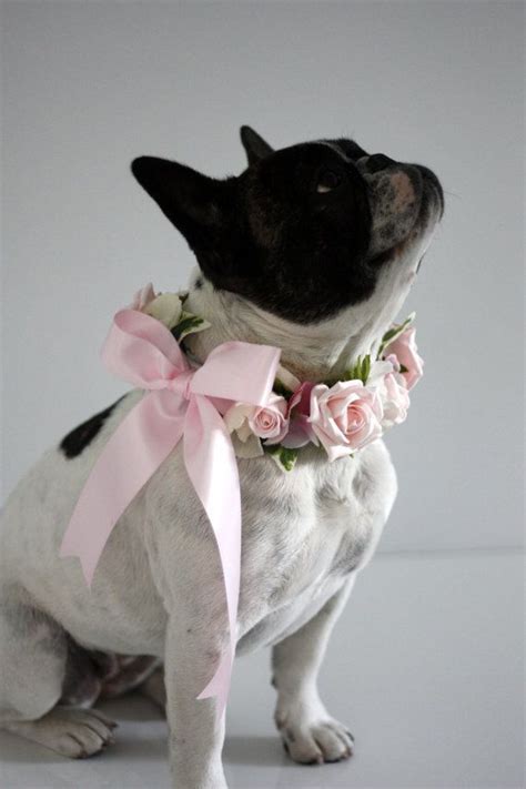Diy Dog Flower Collars Wedding Diy Tutorial Diary Of A Debutante Artofit