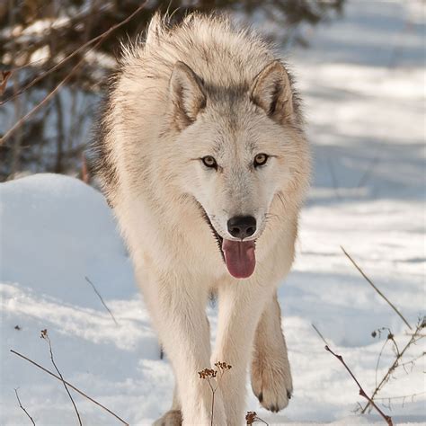 Arctic Wolf 10 248338 Arctic Wolf Large Wolf Wolf Walking