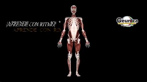CanciÓn De Los 206 Huesos Del Cuerpo Humano Rapmedicina Youtube