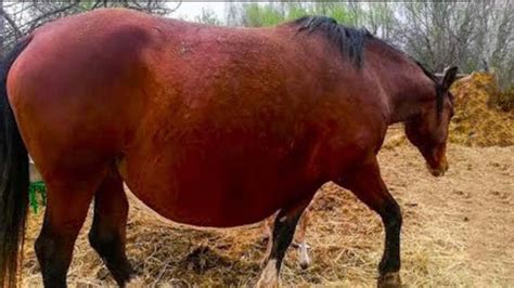 Horse Refuses To Give Birth When The Vet Sees The Ultrasound He Calls