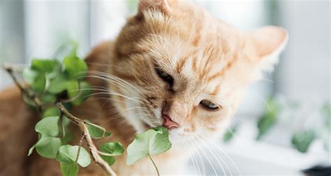 As his appetite decreases, he will begin to lose weight and it may be difficult to get him to gain any weight. Why Do My Cats Eat My Plants?
