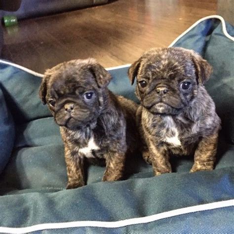 Female and male pug puppies available now katebeatrice. Pug Puppies For Sale | Southwest Portland, OR #252215