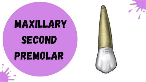 Maxillary Second Premolar Tooth Morphology Made Easy Youtube