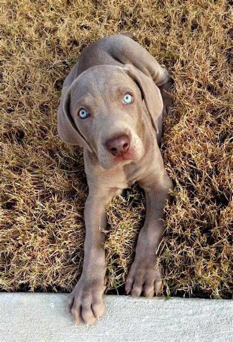 Another Pinner My Weimaraner Ellie At 9 Weeks Old Beautiful Dog