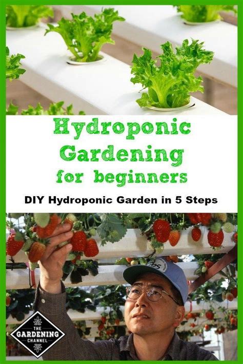 Beginners Guide To Hydroponic Gardening In 2020 With Images