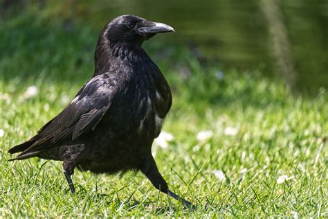 london welcomes new arrivals as raven chicks born at the infamous fortress for first time in 30