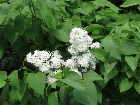 Potted Lilac Care Global Gardening Secrets