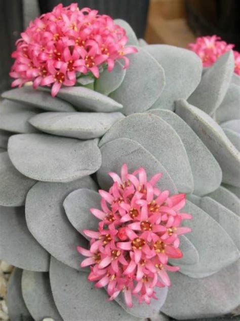 Crassula Morgans Beauty Is A Compact Succulent Plant Perfect For