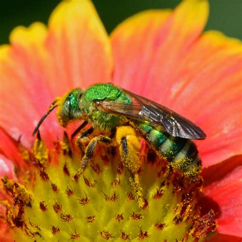 Free photo: Sweat Bee - Animal, Bee, Fly - Free Download - Jooinn