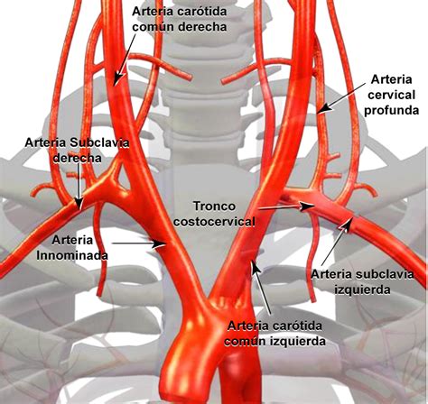 Cordis Curso Cas