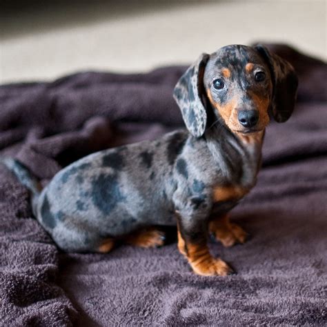 Apple Dachshund Pets Dachshund Puppy Miniature Dapple Dachshund Puppy