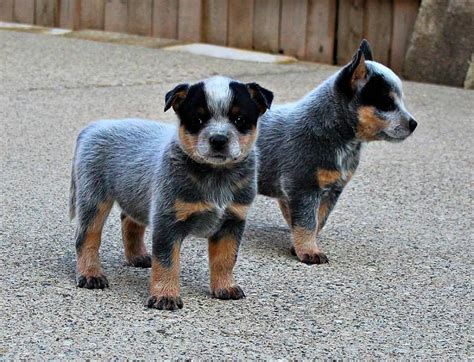 Blue Heeler Puppies Heeler Puppies Blue Heeler Puppies Cute Dogs