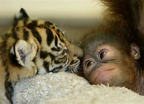 Cute Babys Unlikely Animal Friends Cute Baby Animals Animals