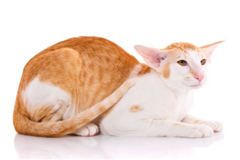 Oriental Bicolor Cat Breed Info Pictures Traits And Facts Excitedcats