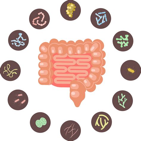 El Papel De La Microbiota Intestinal En El Organismo Blog De