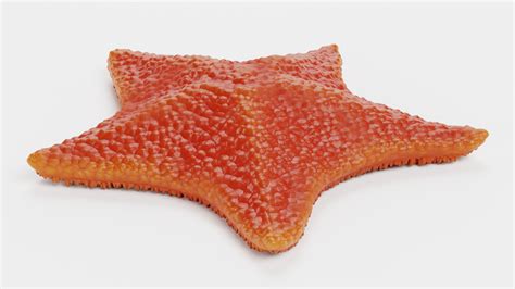 Bat Starfish Red 3d Turbosquid 1703822
