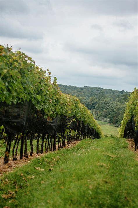 Vineyard Scenes At Stone Tower Winery In Leesburg Virginia Photograph