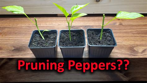 How To Prune Pepper Plants Part 1 Youtube