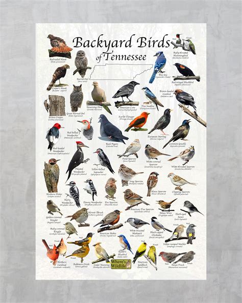 Backyard Birds Of Tennessee Bird Identification Poster Bird Etsy