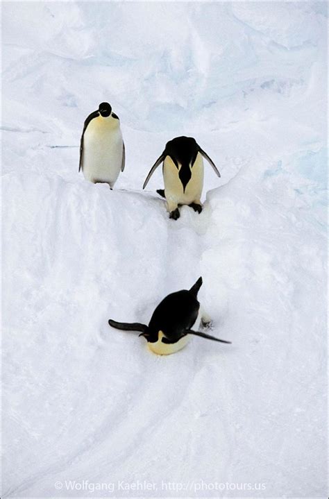 Emperor Penguins Tobogganing — Photo Tours