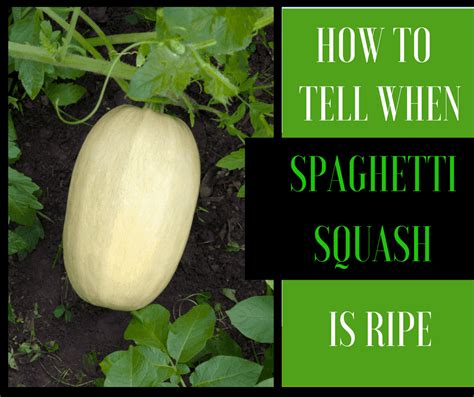 Discover 4 Ways Of How To Tell When Spaghetti Squash Is Ripe Properly