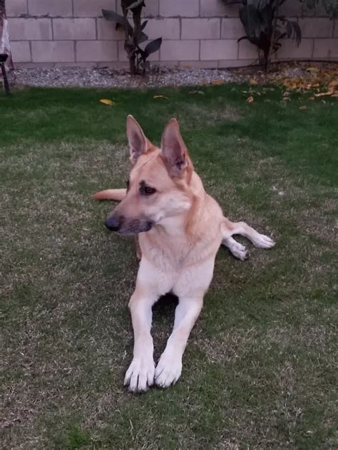 Fawn German Shepherd The Golden Beauty Explained Trainyourgsd