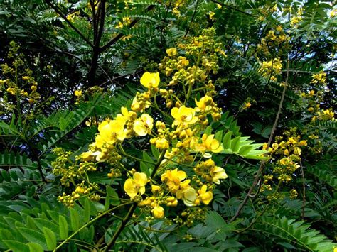 Factsheet Senna Spectabilis Spectacular Cassia