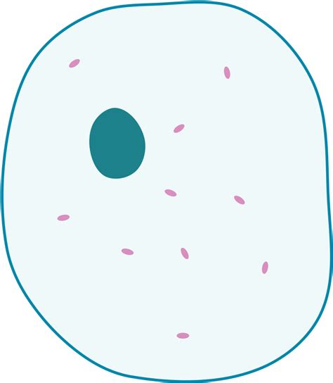 Simple Diagram Of Animal Cell Simple Animal Cell Unlabelled Full