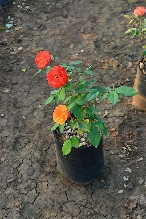 Yellow Full Sun Exposure Miniature Rose Plant For Garden Packaging