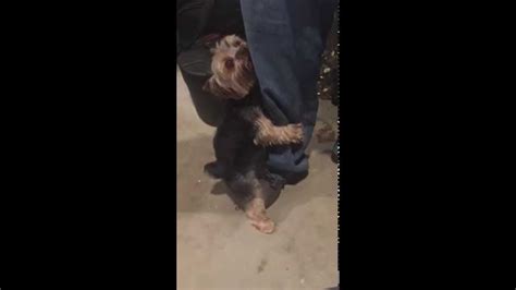 Yorkie Dog Humps Leg Youtube