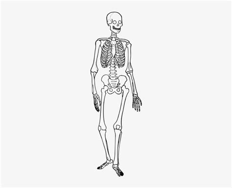 Human Skeleton Diagram Trace Skeletal System Diagram Simple Free Png Download Pngkit In