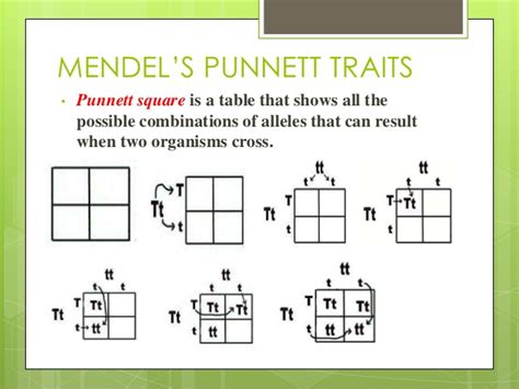 Since each parent produces 4 different combinations of alleles in the gametes, draw a 4 square by 4 square punnett square. Mendel Punnet Square
