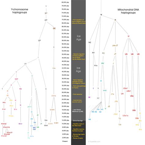 Comparative Timeline Of European Mtdna And Y Dna Haplogroups Eupedia