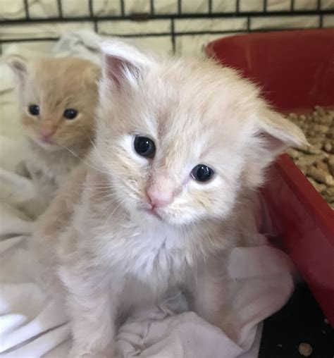Fantastic maine coon kittens available now they are fully litter trained microchipped and will be fully vaccinated and neutered before they leave here. Maine Coon Cats For Sale | Bedford, OH #227585 | Petzlover