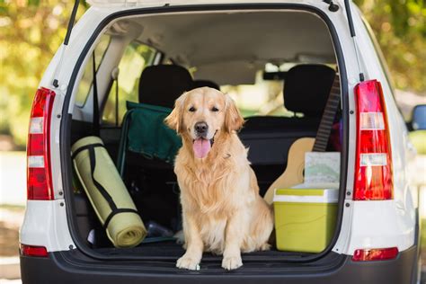 Tips For Traveling With Pets Life With Pets Blog Animal League