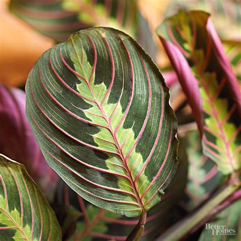 Indoor Plants For Low Light The Plant Facts And The Facts