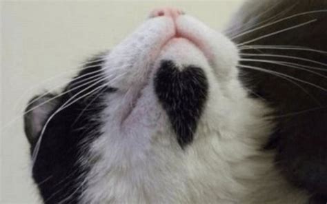 Top 10 Valentines Day Cats With Fur Hearts
