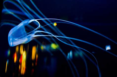 Box Jellyfish Cape Town South Africa Alexandra Roberts Flickr