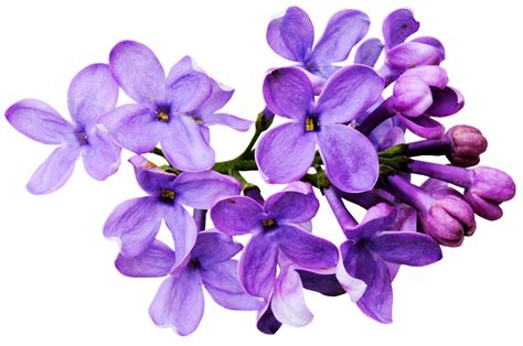 Lilac Watercolor Flowers Png Transparent Lilac Flower