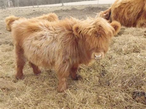 That is what we aspire to here at bomke farms, to produce healthy small highland cattle! Highland Cattle For Sale