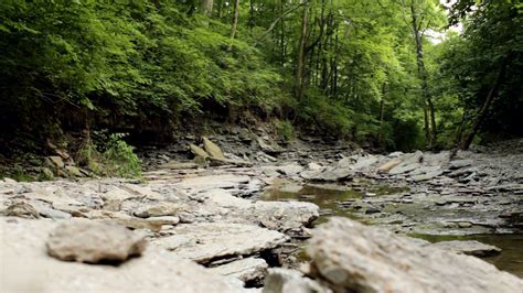 Dried up stream flowing through woods Stock Video Footage - Storyblocks