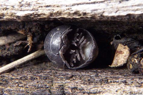 Isopoda Sow Pill Bugs North American Insects And Spiders
