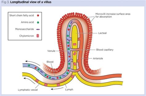 Struktur Vilus
