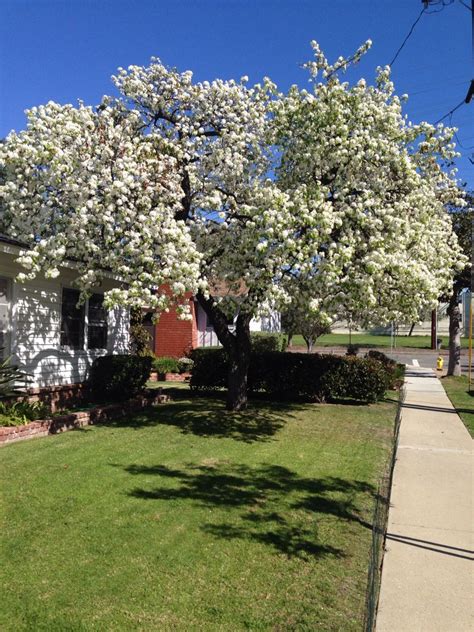 Trees With White Flowers That Stink Ideas Farmhouse Flower