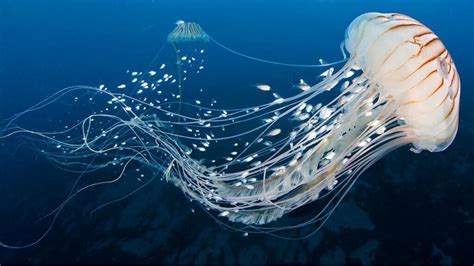 6 Interesting Facts About Jellyfish My Animals