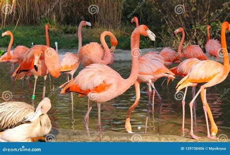 Flock Of Flamingos Stock Photo Image Of Colorful Neck 129738406