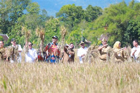 Panen Padi IP400 Dengan Aplikasi Biosaka Sukses Produktivitas Petani