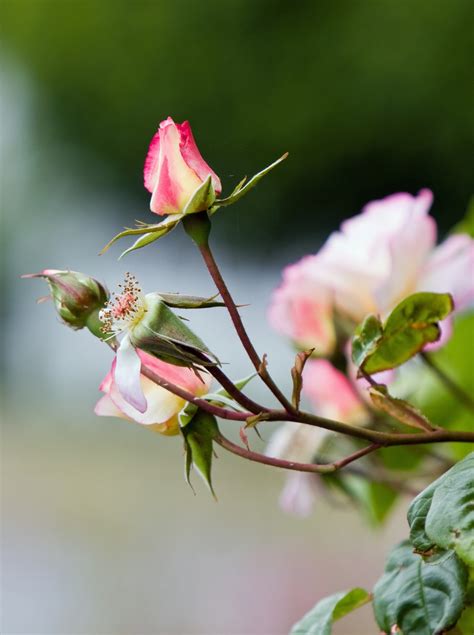 Rose Rose Bud Bud Flower Beautiful Free Image From