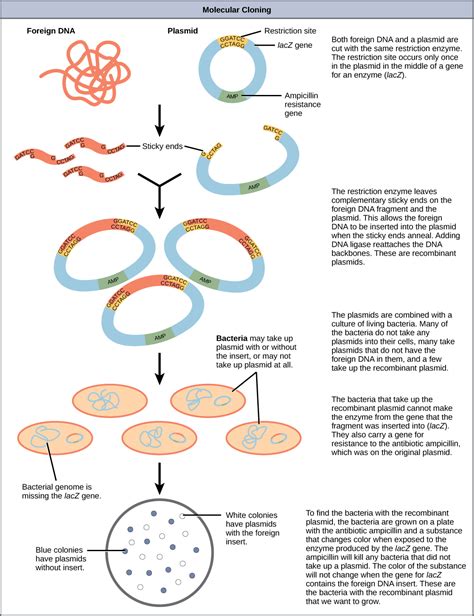 Cloning And Genetic Engineering · Concepts Of Biology